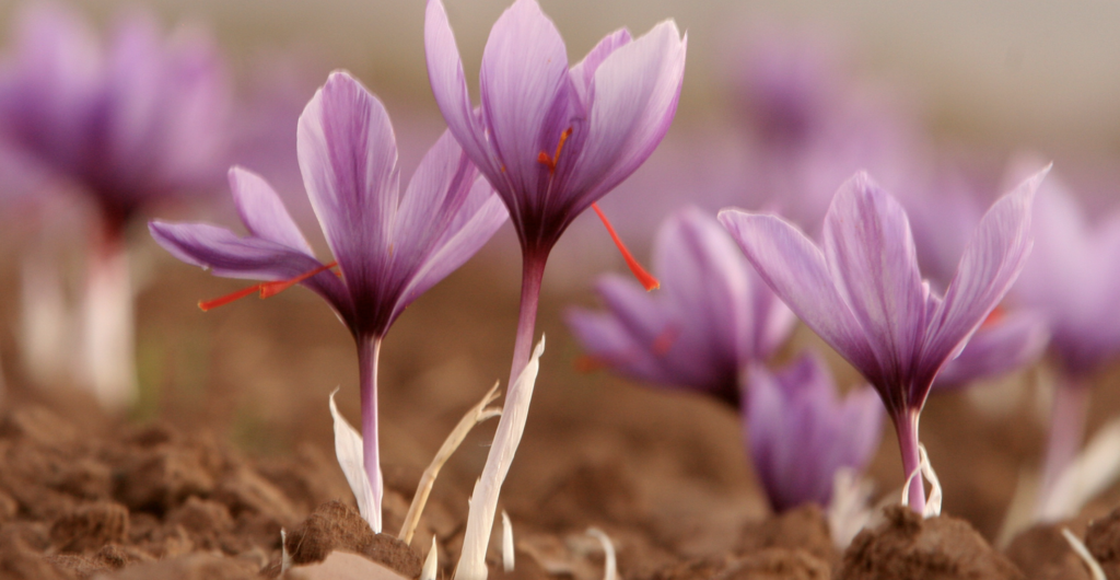 Autumn Crocus